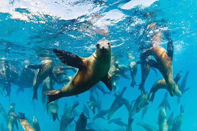 Sea lions at Cabo Pulmo