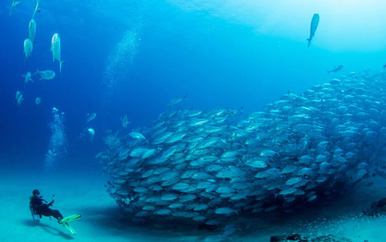 Diving the UNESCO World Heritage site; Cabo Pulmo