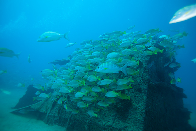 School of fish - Cabo Pulmo