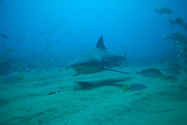 Bull shark - Cabo Pulmo