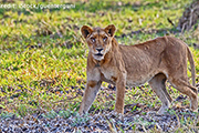 Zakouma National Park with Cindi LaRaia, March 10-18, 2026 Group Trip - Africa Discovery