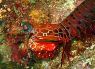 Raja Ampat Underwater