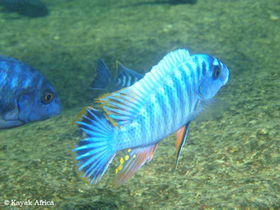 Cichlids - Diving in Lake Malawi