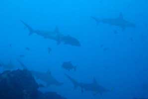 Hammerhead sharks at Dirty Rock Cocos Island