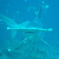 Hammerhead shark at Manuleta Cocos Island