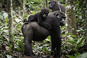The Republic of Congo ~ Kamba Camps, September 18-28 2028 Group Trip