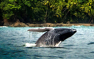 Costa Rica Whale Watching Tours, Dolphins, and Turtles, 8 Days / 7 Nights