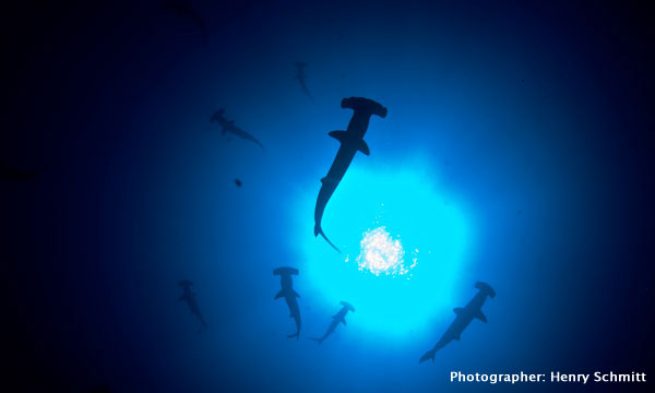 cocos island diving trip