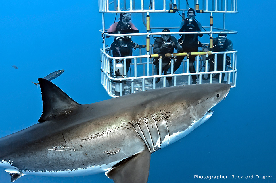 Shark Diving Dive Discovery Shark Diving Dive Discovery