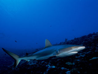 Tahiti - Tikehau - Rangiroa 9 Days / 8 Nights (Deluxe) Diving Package