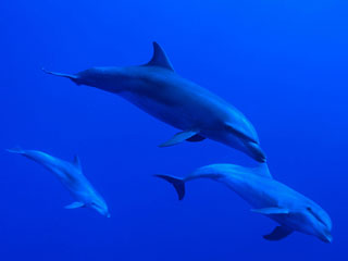 Tahiti - Tikehau - Rangiroa 9 Days / 8 Nights (Deluxe) Diving Package
