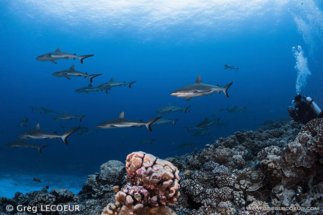 Fakarava Diving