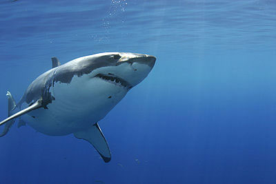 Great White Shark Cage Diving, Farallon Islands