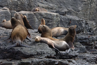 Farallon Islands