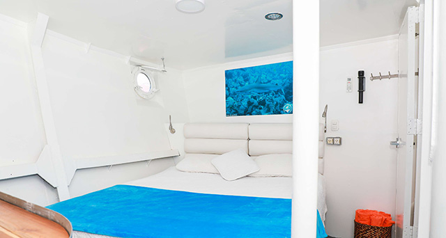 Queen Room - Ferox - Malpelo Island Live Aboard