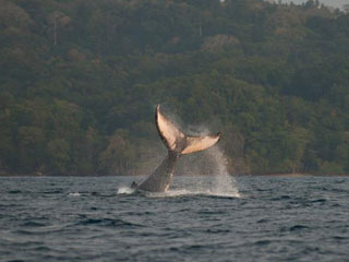 7 Nights in São Tomé and Príncipe Island - Gabon Diving - Dive Discovery