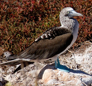 Galapagos aboard Majestic Explorer - August 11-18 2017 Group Trip