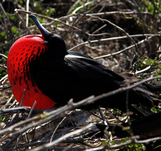 Galapagos aboard Majestic Explorer - August 11-18 2017 Group Trip