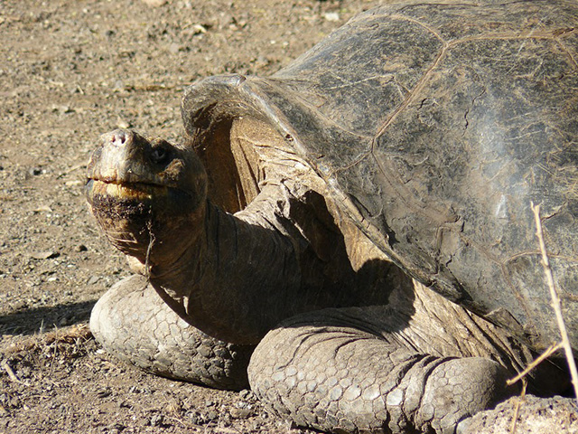 Galapagos: 5 days / 4 nights in Santa Cruz & Isabela