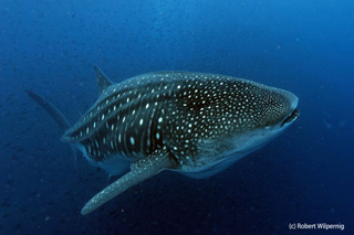 Whale shark - Galapagos Master - Galapagos Liveaboards - Dive Discovery Galapagos