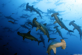 Hammerhead sharks - Galapagos Master - Galapagos Liveaboards - Dive Discovery Galapagos