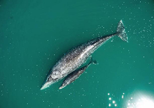 Gray whales - Photo credit: Colin Ruggiero