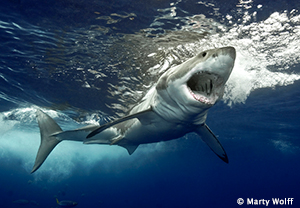 Great White Shark Cage Diving, Boarding Solmar V, Isla de Guadalupe, Mexico