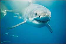 great white shark breaching tours south africa