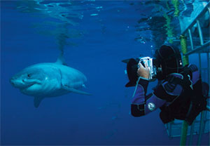 Great White Shark, Isla Guadalupe - Big Animals Expeditions with Amos Nachoum  - Dive Discovery