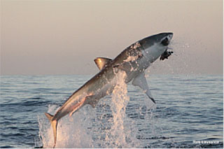 Flying Great White Sharks & Safari in Kruger Package