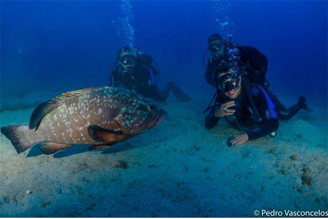 Grouper and divers