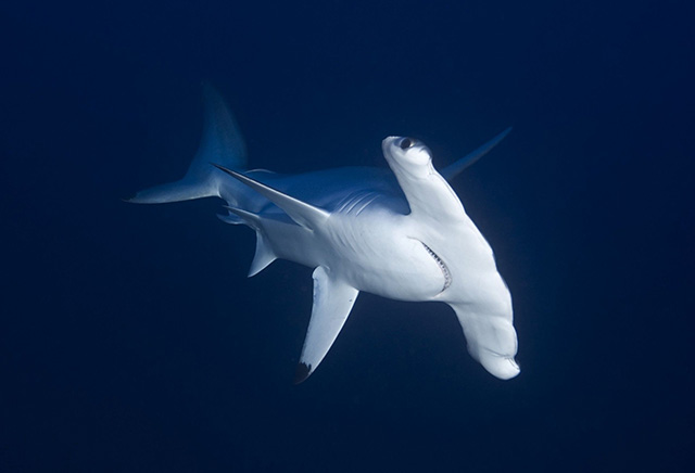 Hammerhead Shark in Protea Banks