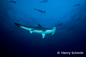Dive with Hammerheads, Cocos Island