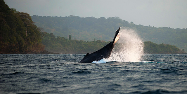 humpback whale in São Tomé and Príncipe