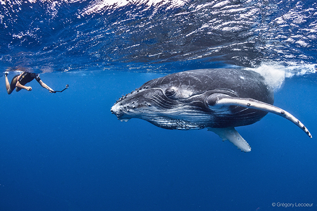 Snorkel with humpback whale