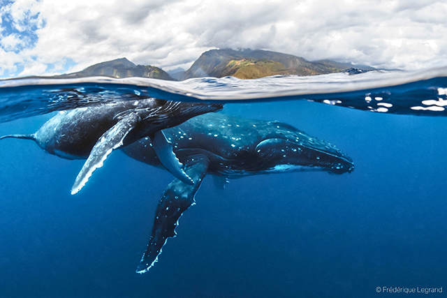 humpback whales mom and calf