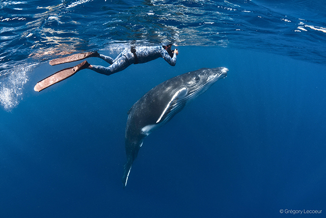 Snorkel with humpback whale