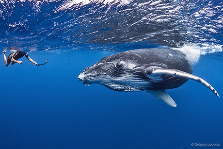 Whale Snorkel Tour in Tahiti - August 19-24 2024