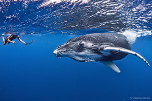 Snorkel with humpback whale