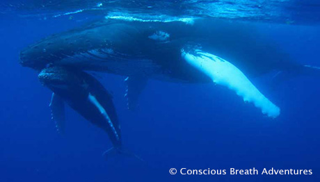 Swimming with Humpback Whale in Silver Bank, Dominican Republic