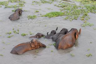 Indian elephants in the water