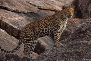 leopard in India