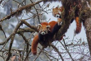 Red pandas