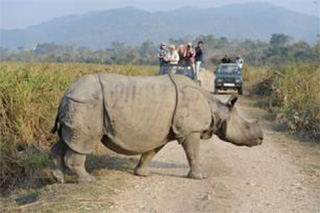 Great Indian rhino