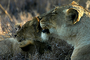 12 Night Nairobi, Lewa Conservancy, Masai Mara, Tarangire National Park and Northern Serengeti, August 1-13 2023 Group Trip
