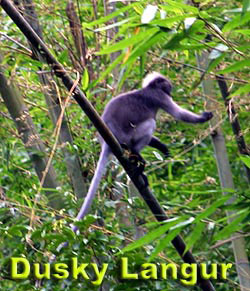 Khao Sok National Park Kayaking Tour - Thailand Tours - Dive Discovery Thailand