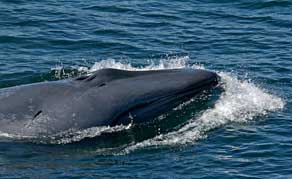 Sea of Cortez Wildlife Voyage -  Whale Watching, Baja Mexico - Dive Discovery