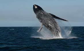 Whales and Wildlife Cruise, Gulf of California, Mexico - Dive Discovery