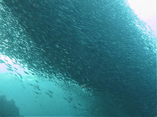 Moalboal Sardine Run