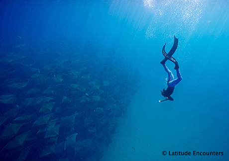 Mobula & Megafauna Expedition, 7 Days - Mexico